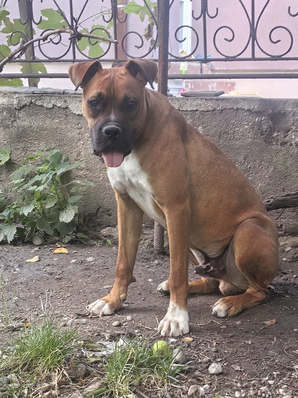 Disponibil Pui boxer