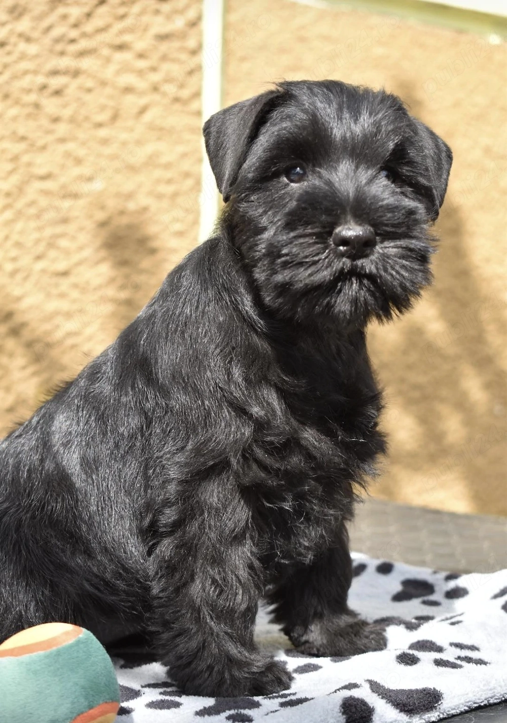 Schnauzer pitic negru