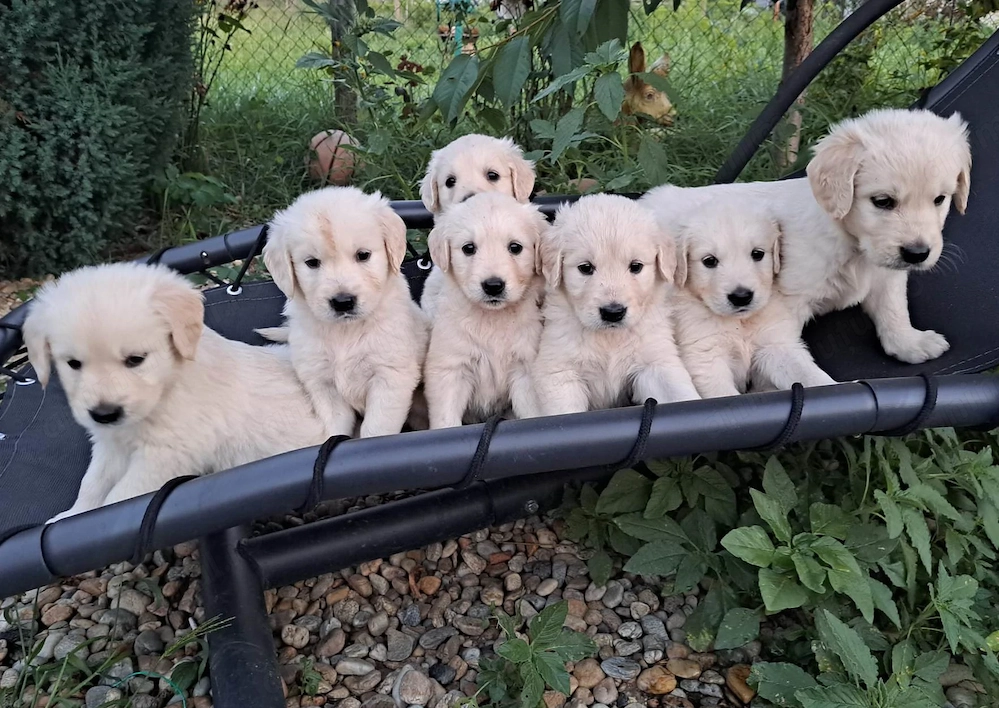 Pui Golden Retriever masculi si femele