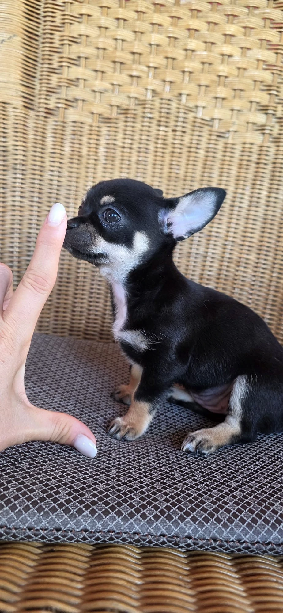 Catelusi Chihuahua Toy