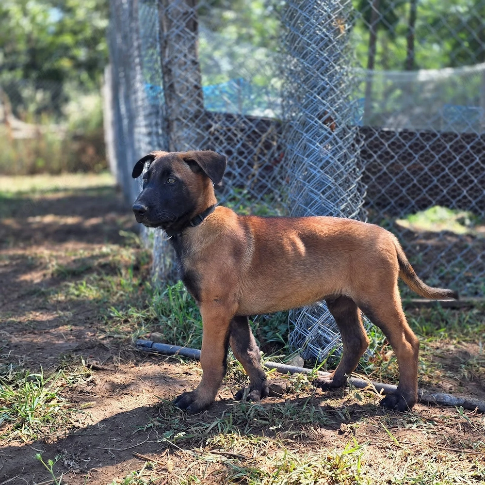 Puiut mascul Ciobanesc Belgian Malinois