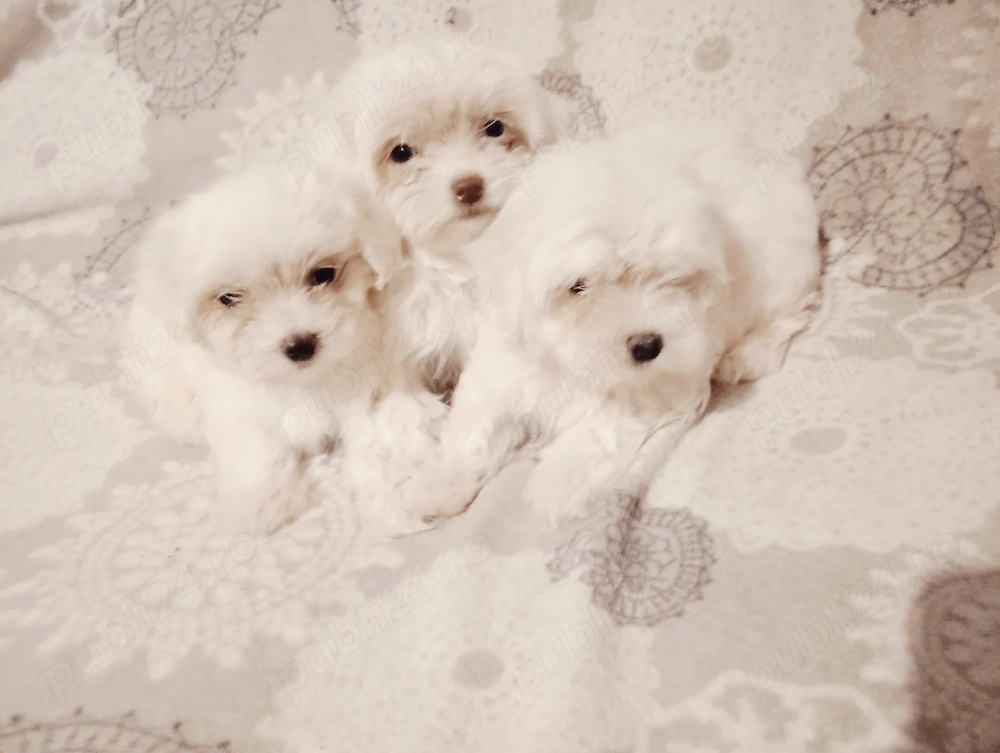 Bichon maltez toy 