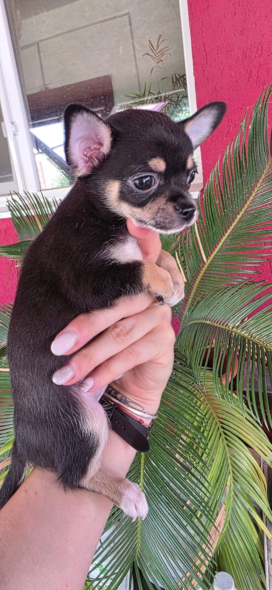 Chihuahua cu par scurt Tiy