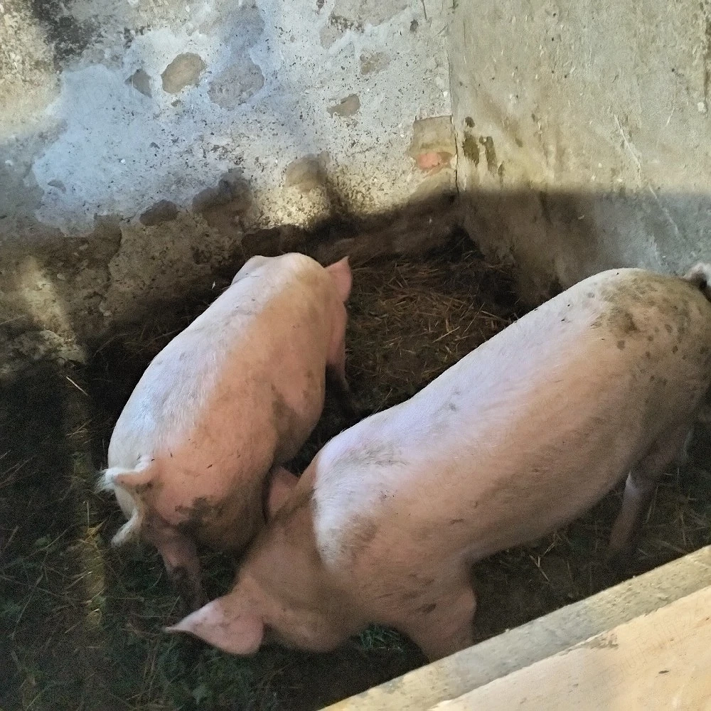 Vand porci 