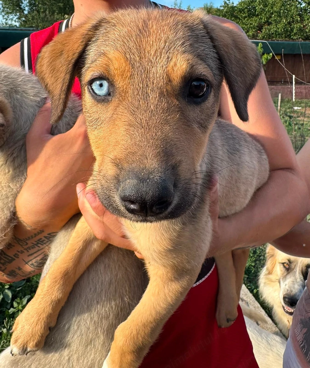 Donez 10 catelusi, 5 fetite si cinci baieti, mama metis de Husky