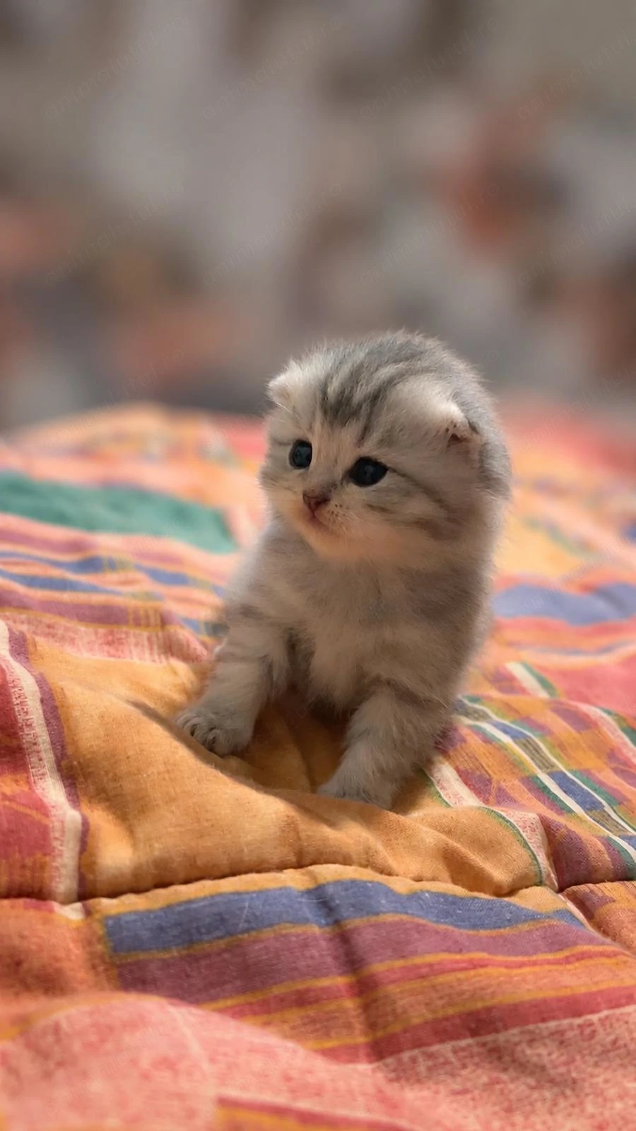Pui british short hair și scottish fold.au o luna și 2 săpt și deja fac la litiera, bobite și plic