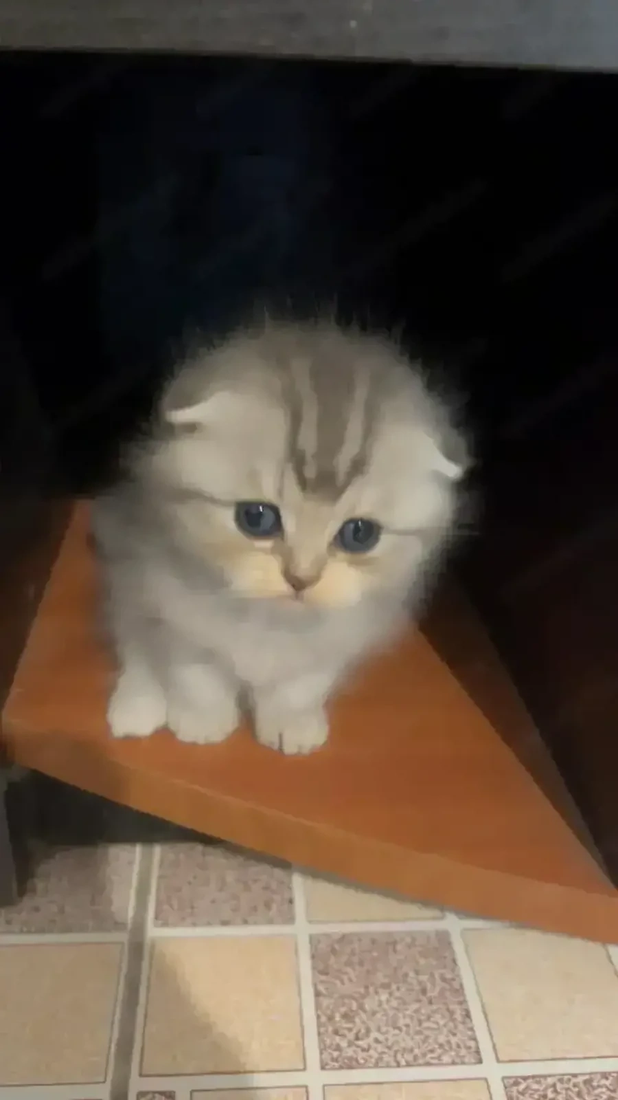 Pui british short hair și scottish fold.au o luna disponibili din 25 august.inca alapteaza