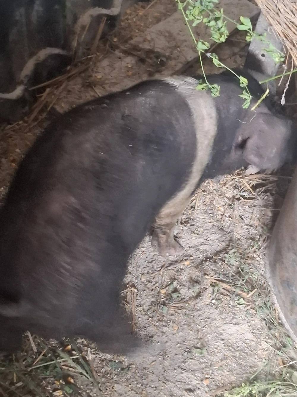purcei bazna mangalita vieri 