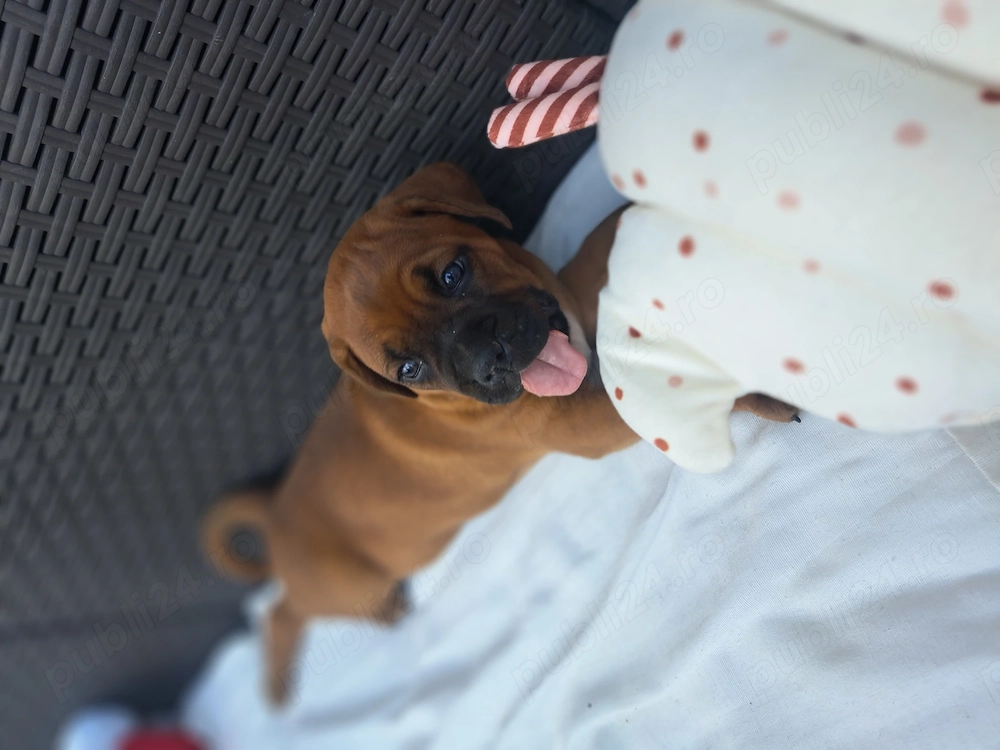 Disponibile cățelușe rasă boxer