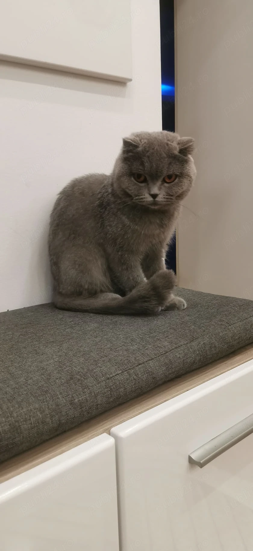 Scotish fold blue fetiță