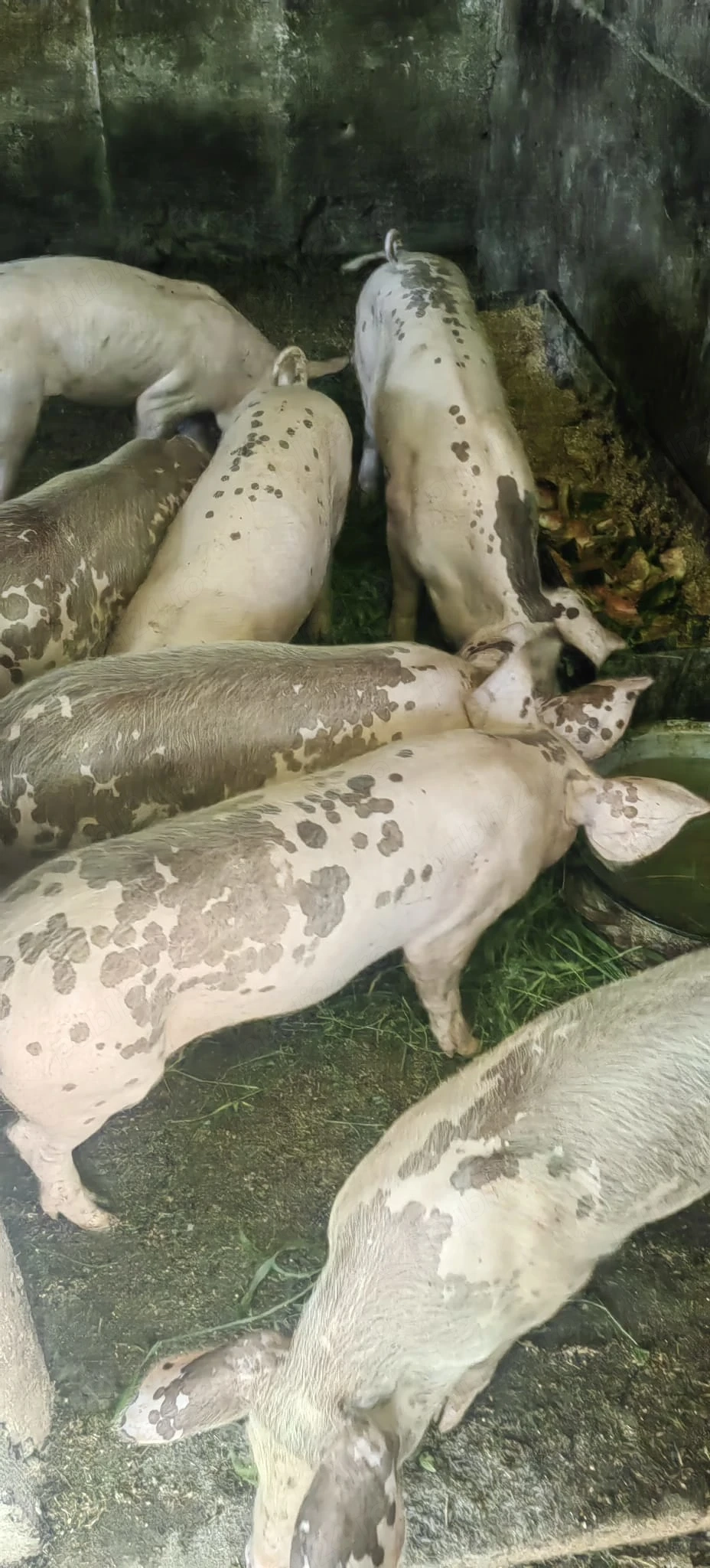 Porci de vanzare