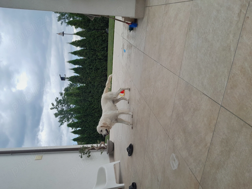 Femela Golden retriever  2 ani cu Pedigree A.Ch.R FCI