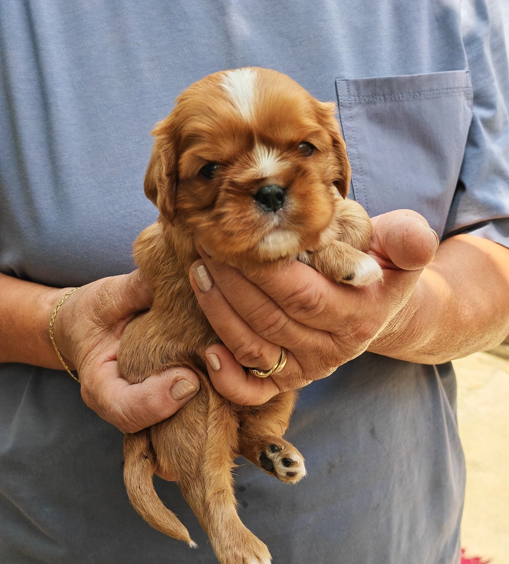 Pui Cavalier King Charles Spaniel Ruby din linii de campioni - mascul