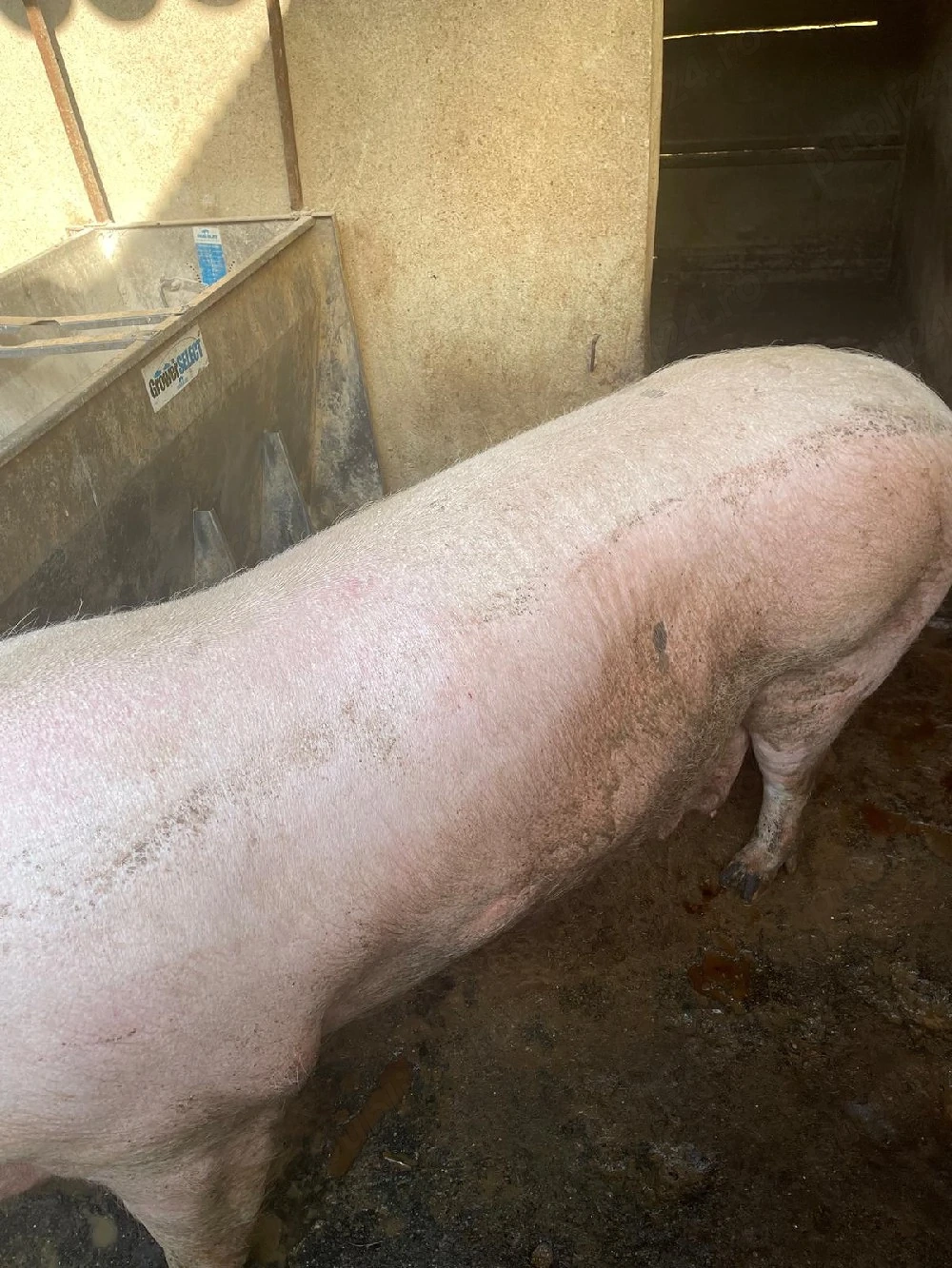 porc pentru sacrificat