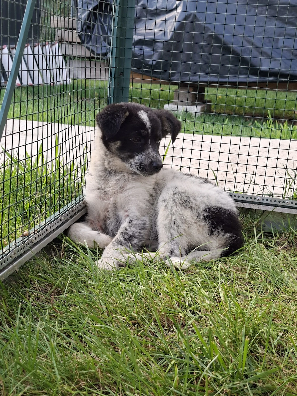 Cățeluși pentru adoptie