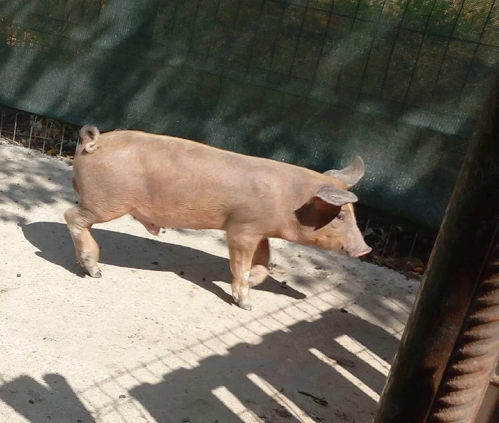 purcei duroc 