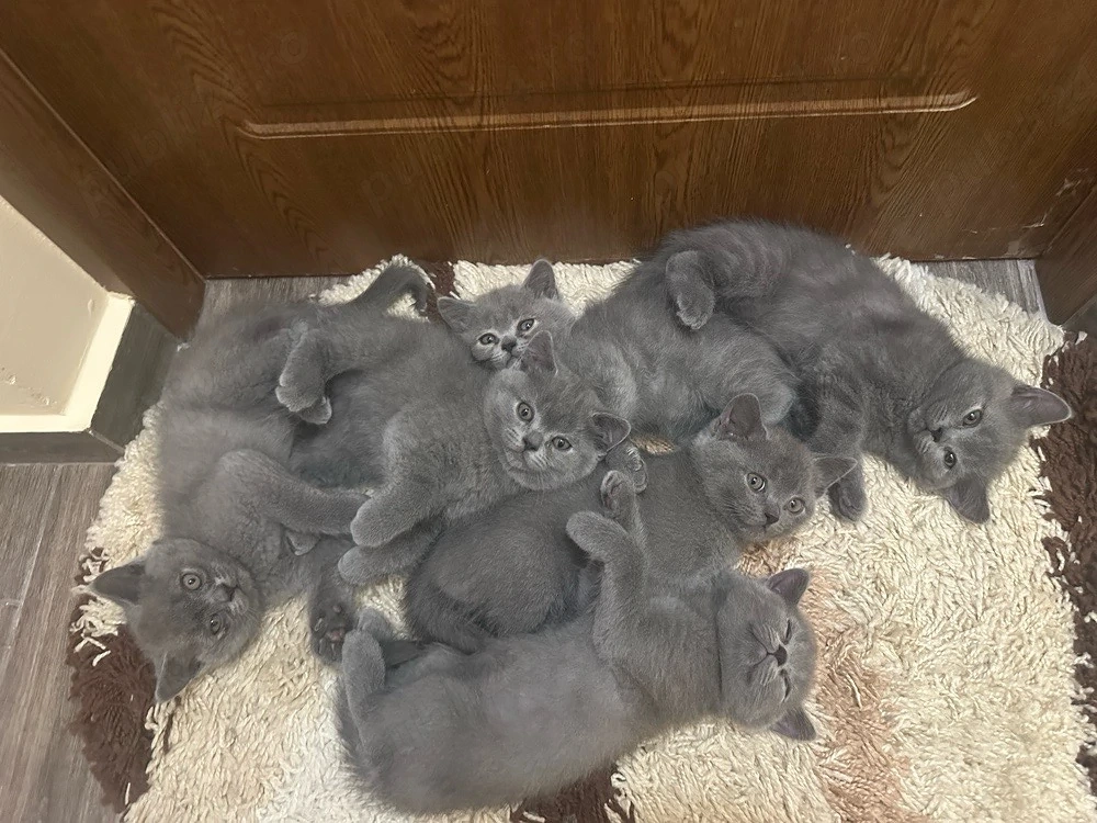 Pui Pisica British Shorthair