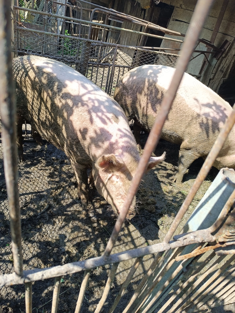 Vând porci de carne   aprox. 100 kg fiecare