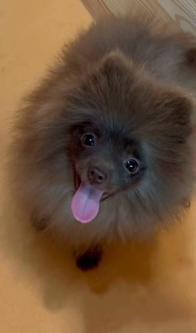 pomeranian deosebit cu pedigree