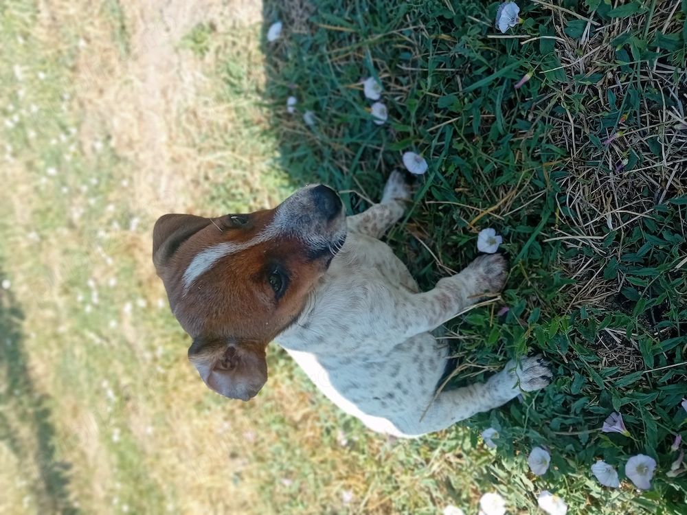 Vând pui Jack Russel Terrier 