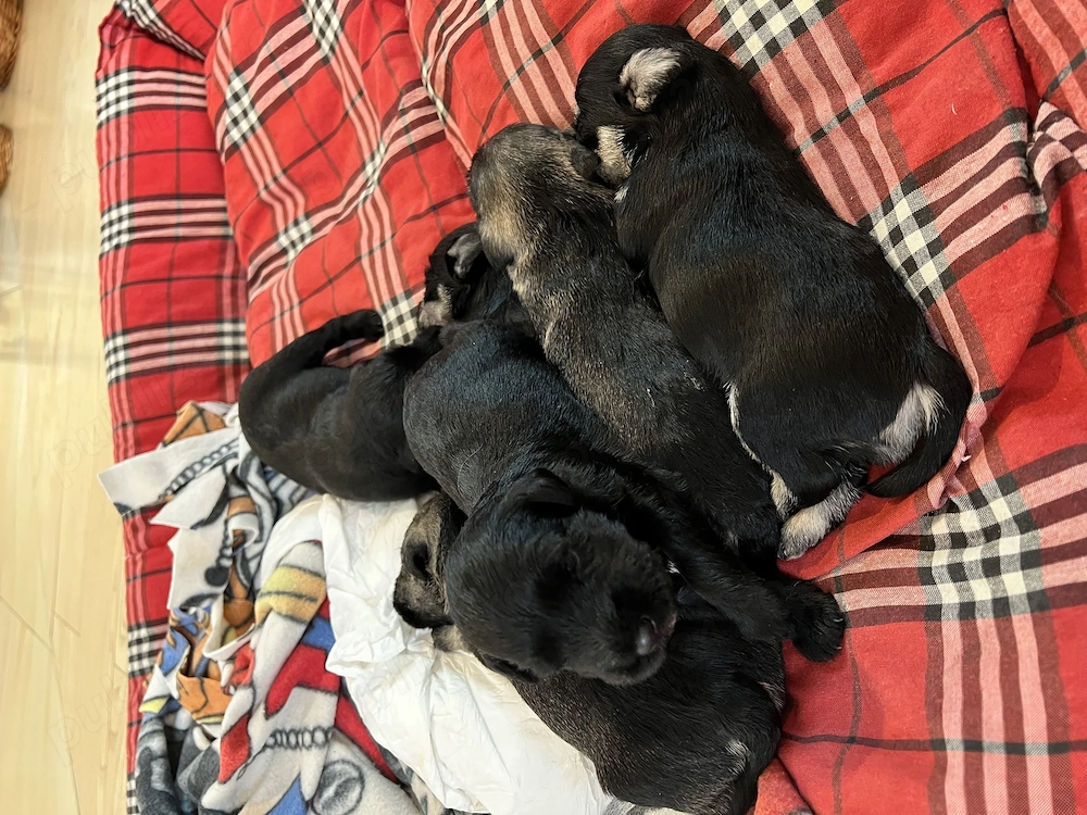Vand Schnauzer Pitic