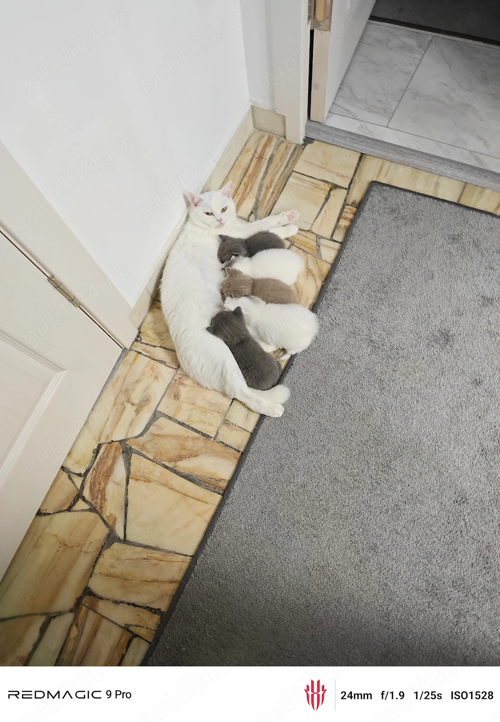 Pisicuțe British shorthair 