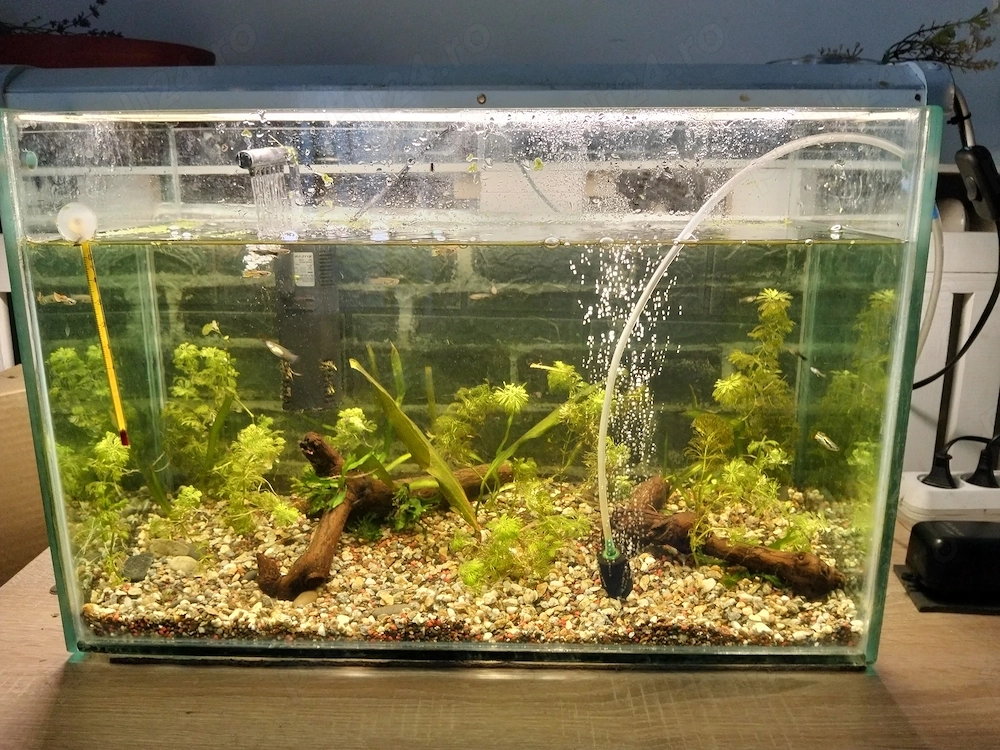 Acvariu cu pești guppy și plante 