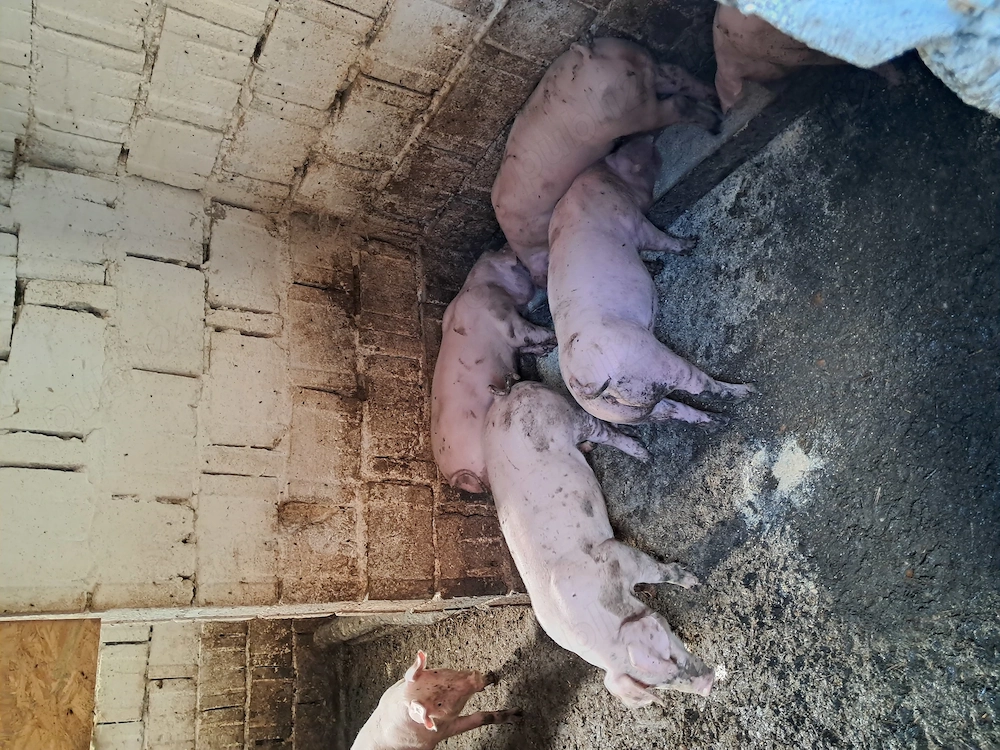 Disponibili 2 masculi de 9 saptamani