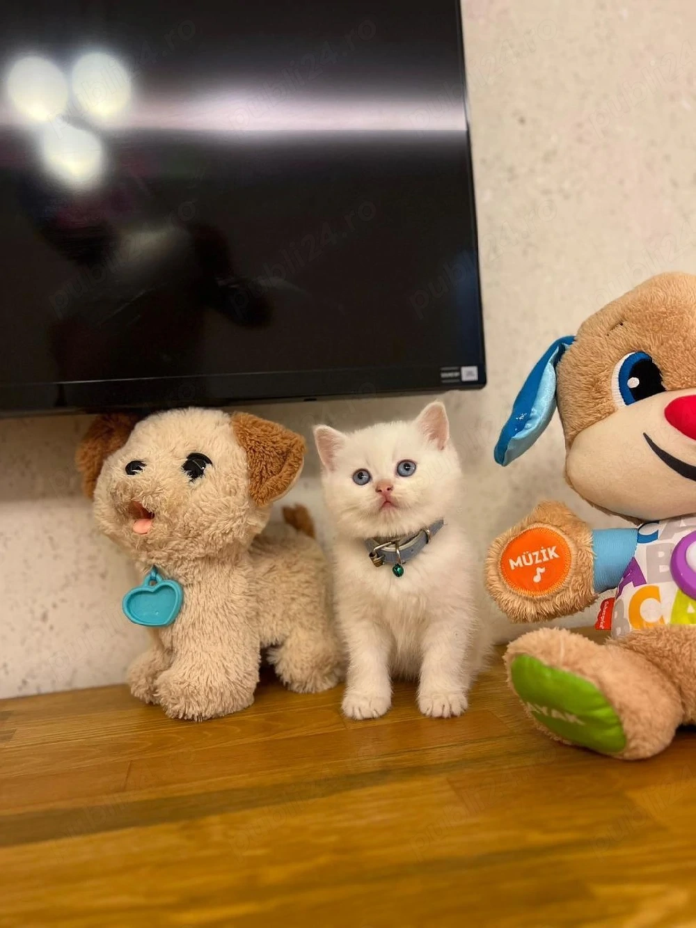British shorthair puiuți superbi 
