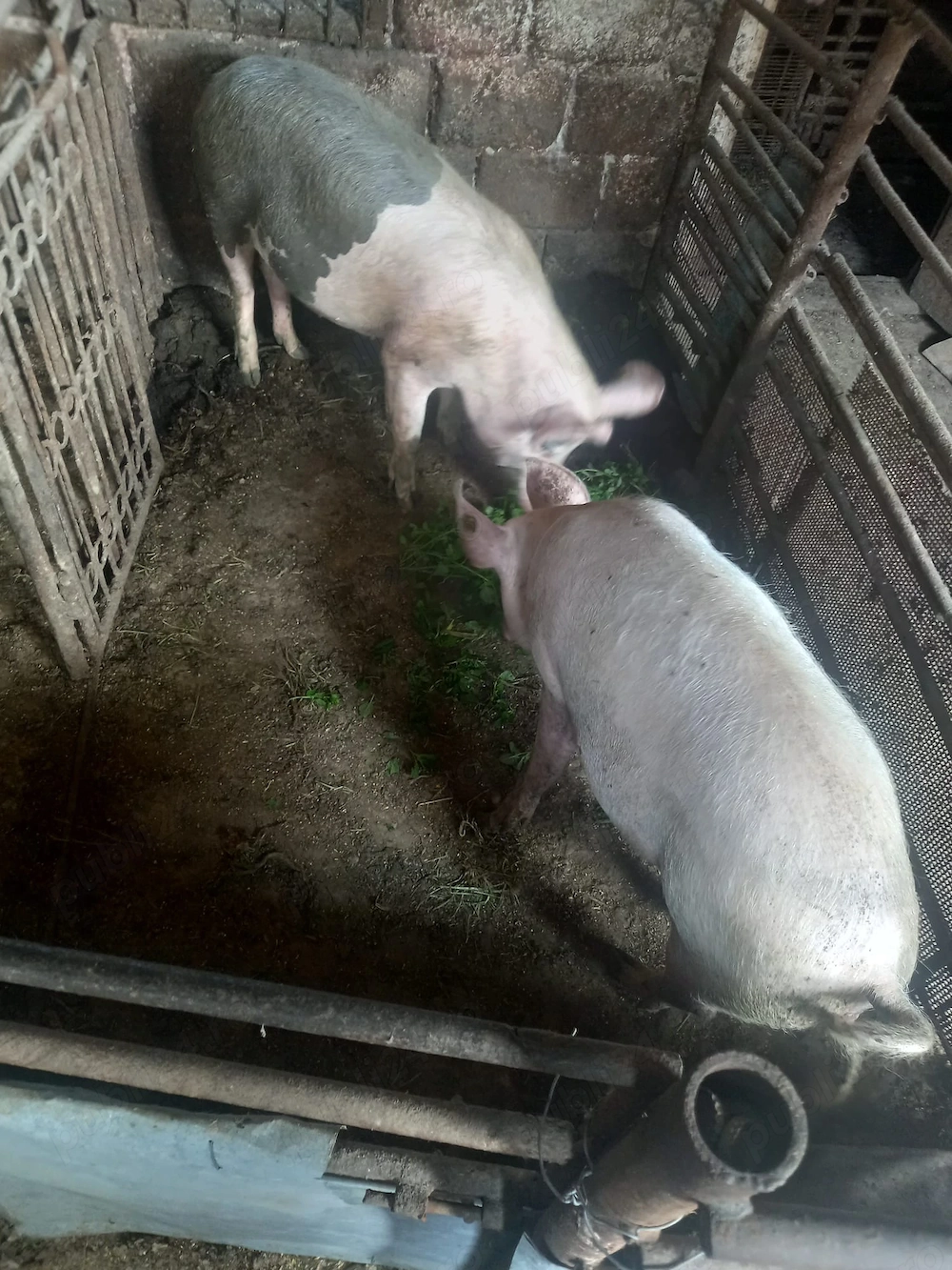 Porci de vanzare