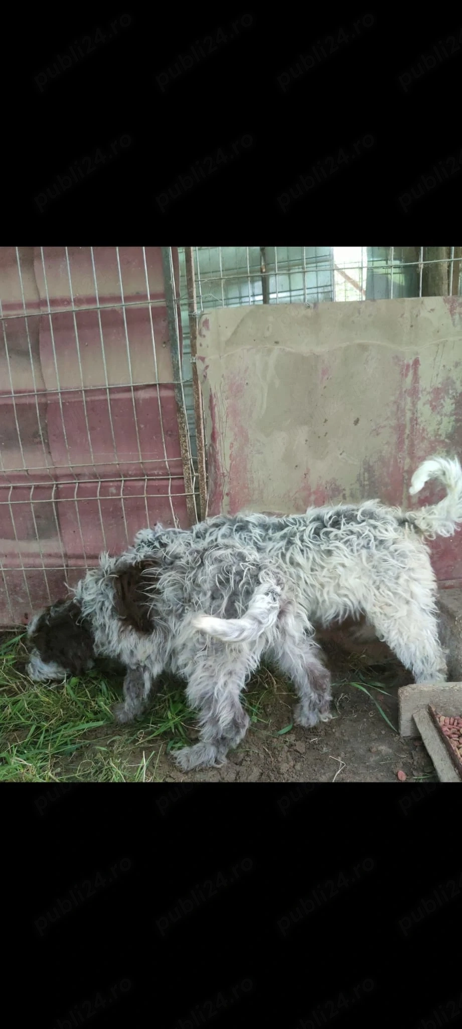 Căței  Lagotto Romangnolo
