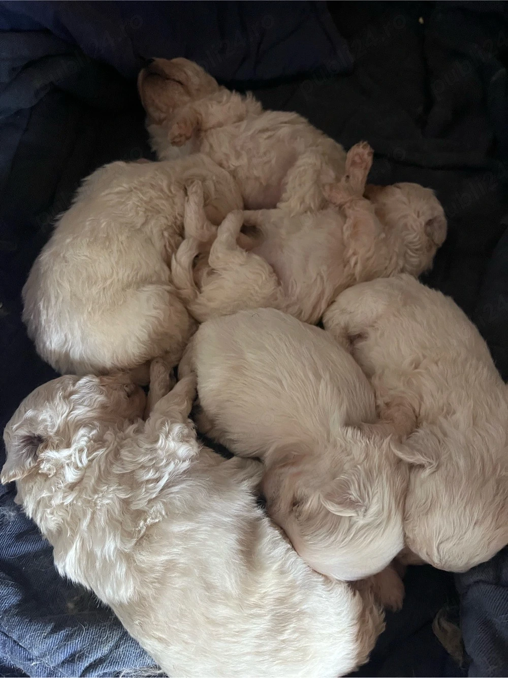 Vand pui bichon maltez