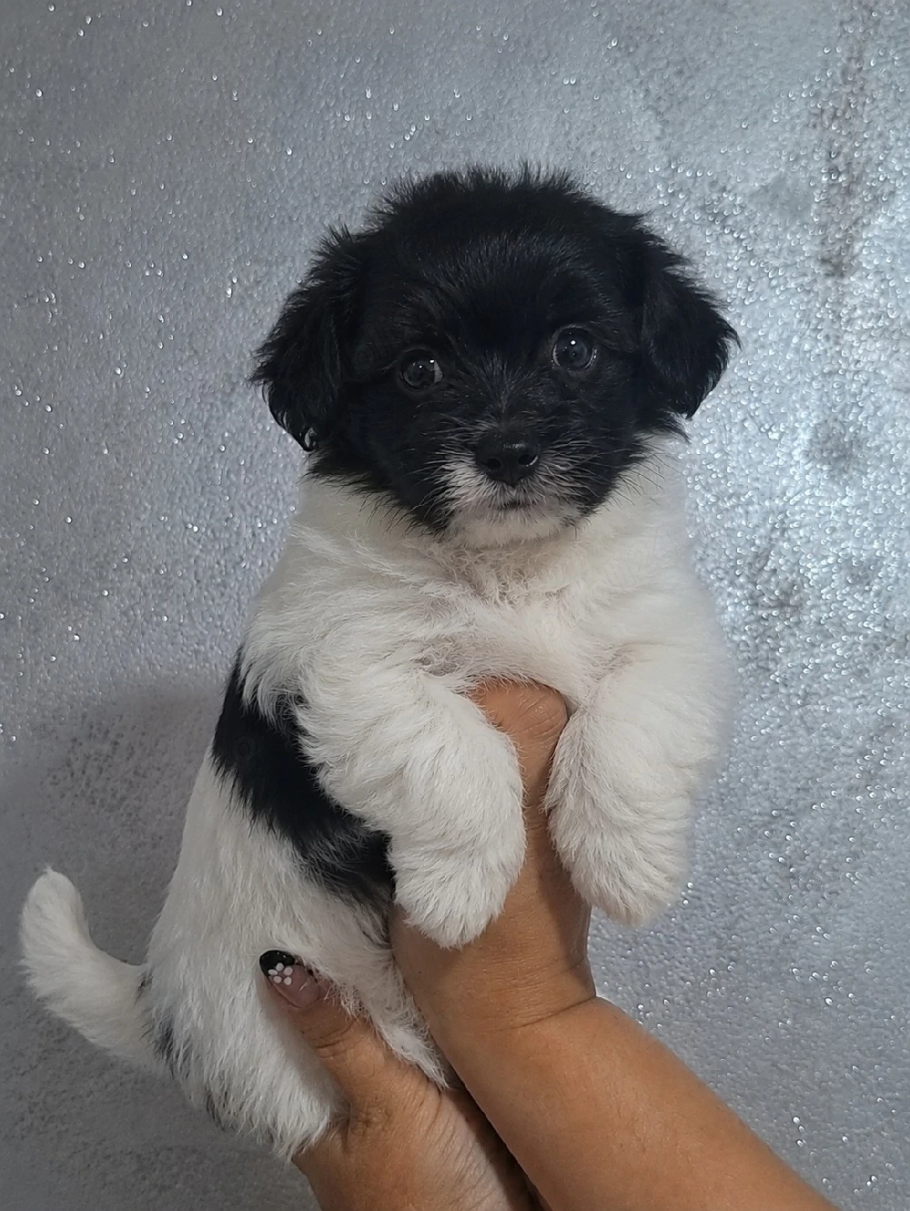 Bichon Havanez fetiță 
