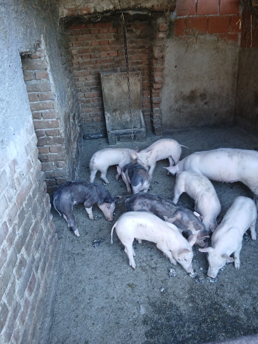 purcei de vanzare