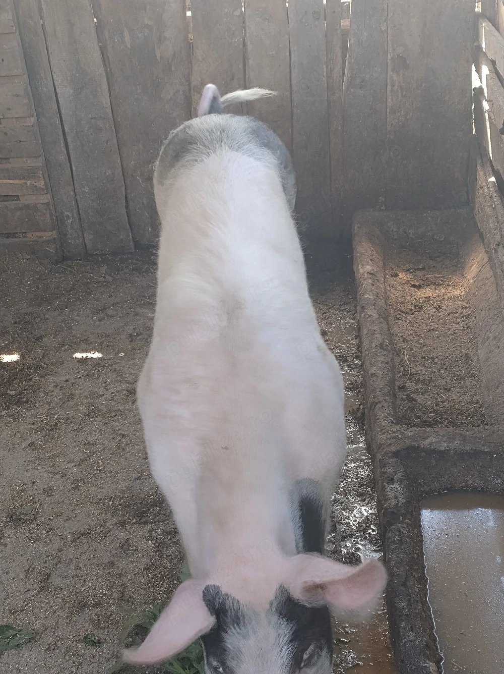porc.       