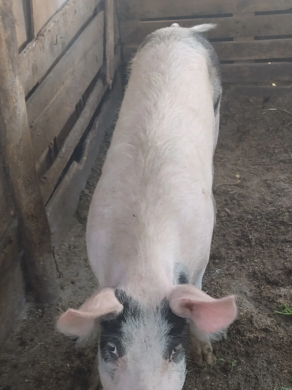 porc.        