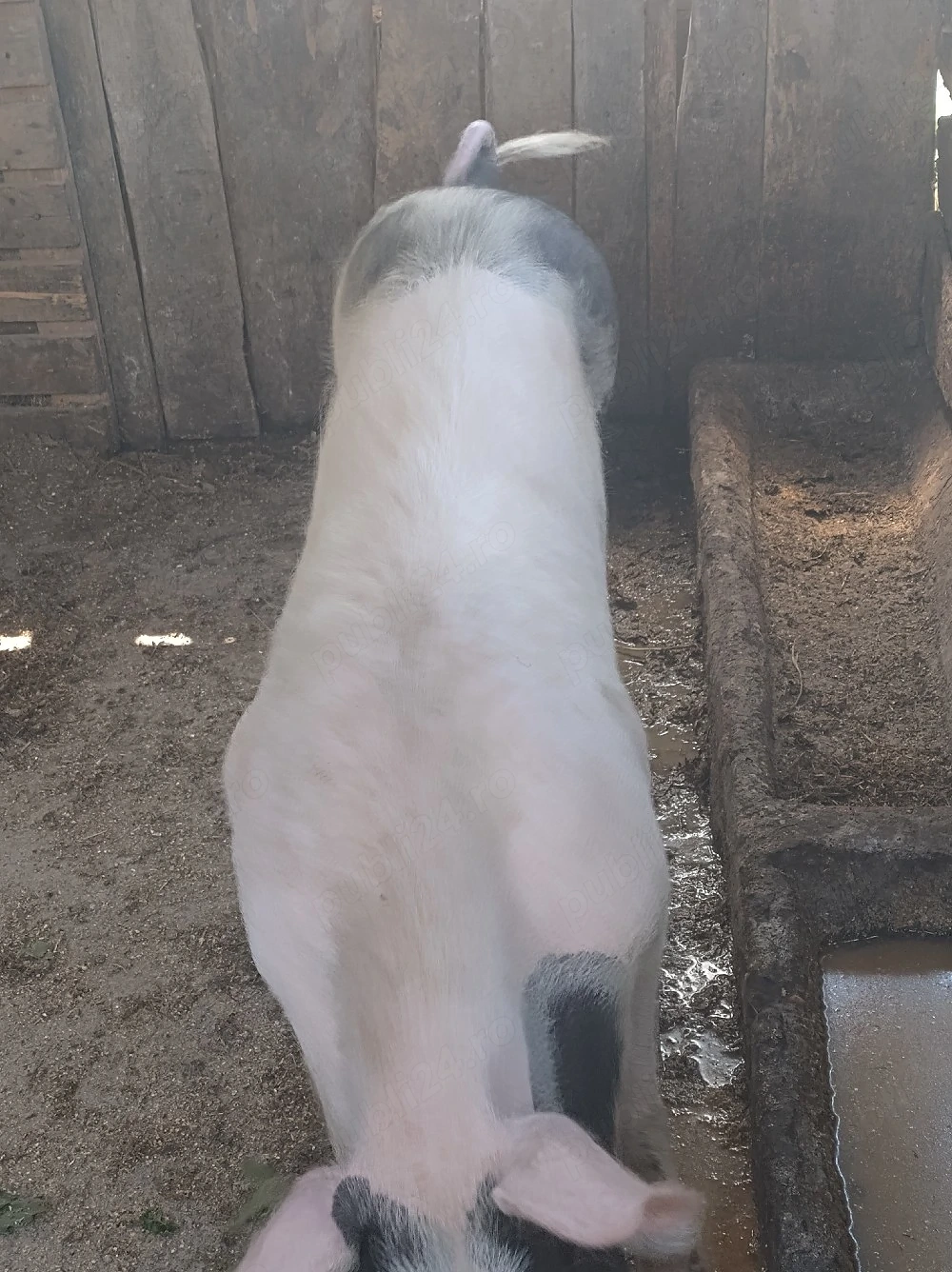 porc.       