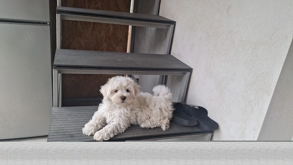 Bichon baietel cu ochi albastrii