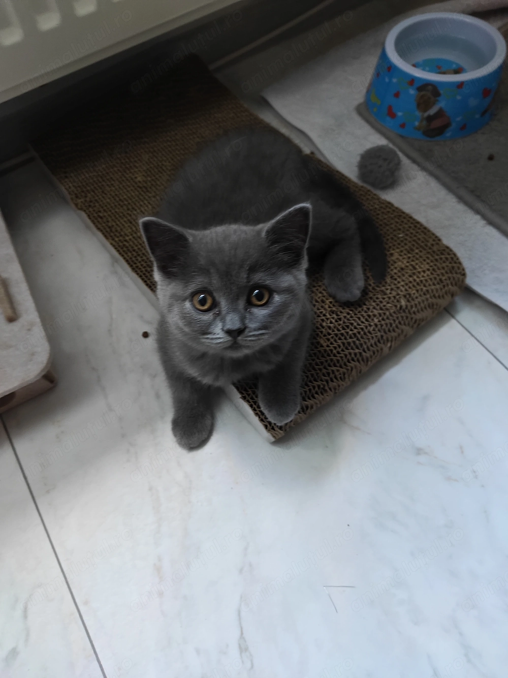 Pisicuțe British shorthair 
