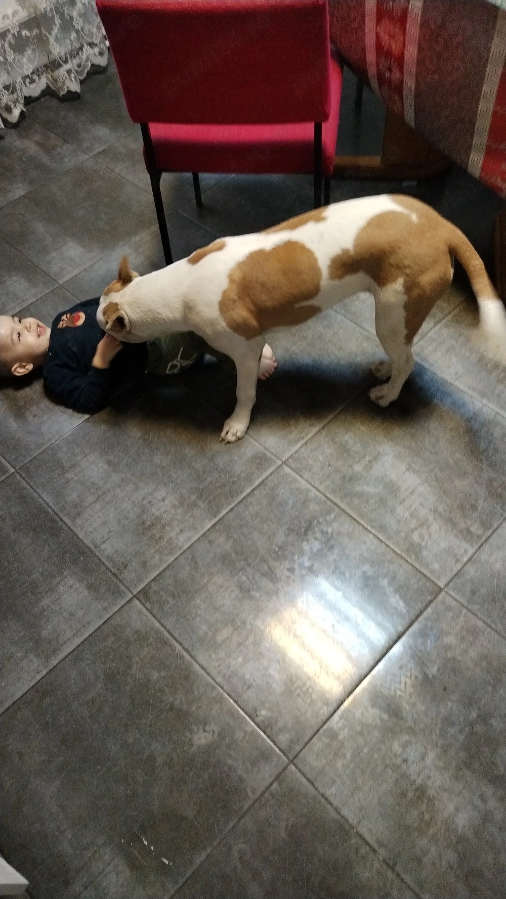 Amstaff fetiță fo