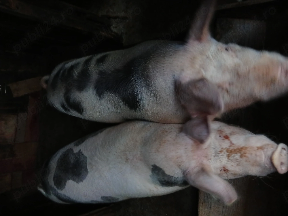 Porci 200-220kg 