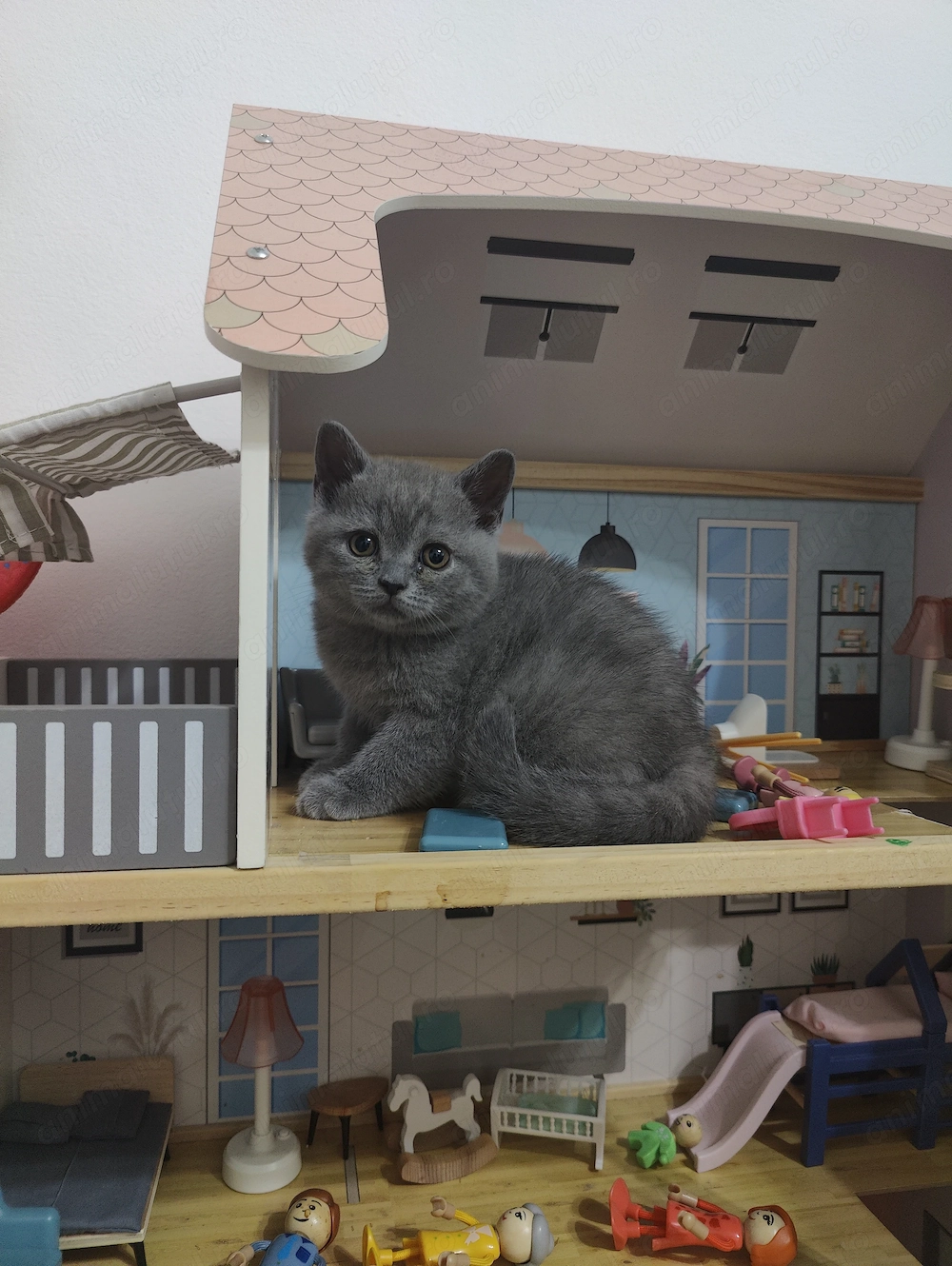 Pisicute British Shorthair in varsta de 2 luni