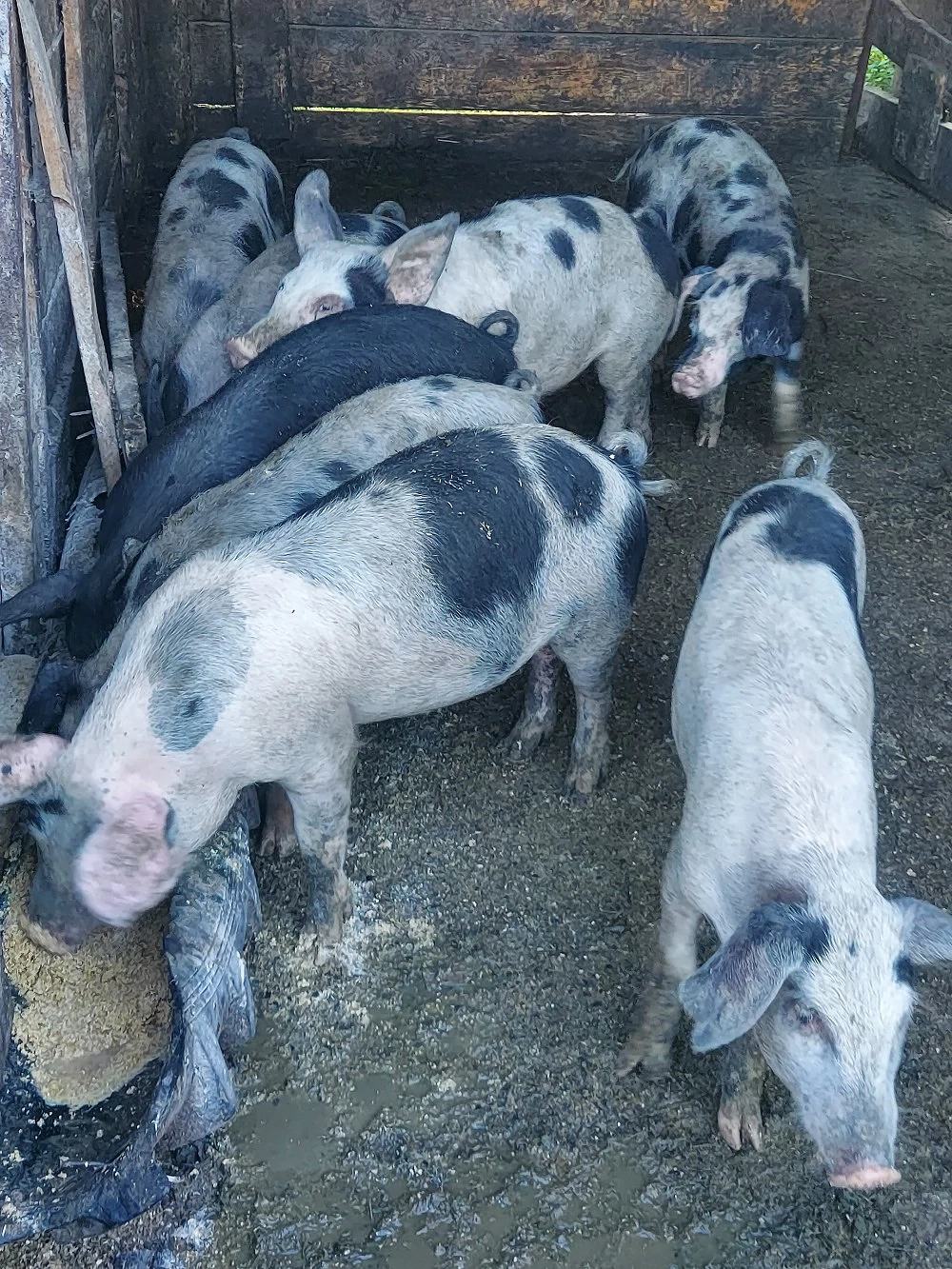 porci de vânzare 