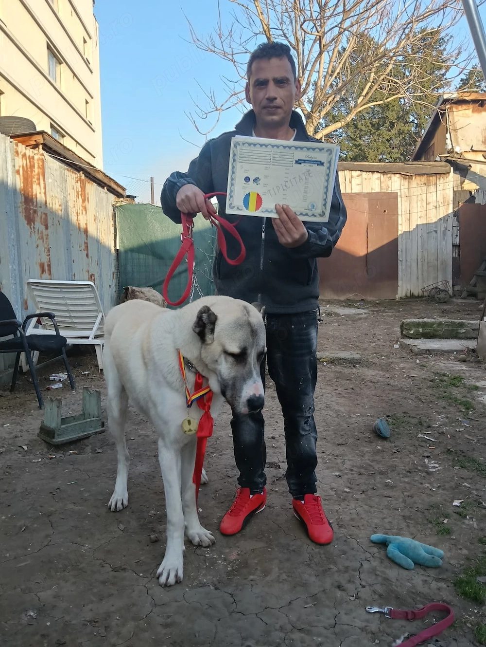 Vand pui de kankal original din parinti campioni castigatori de locu 1 adusi direct de sivas  