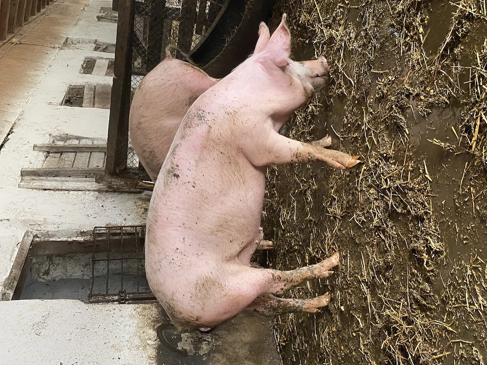 Porci mici si mari rasa landrace 