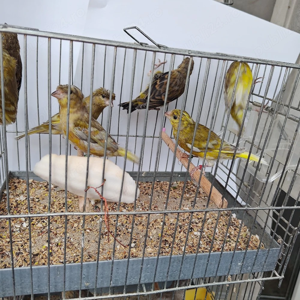 canari si exotice