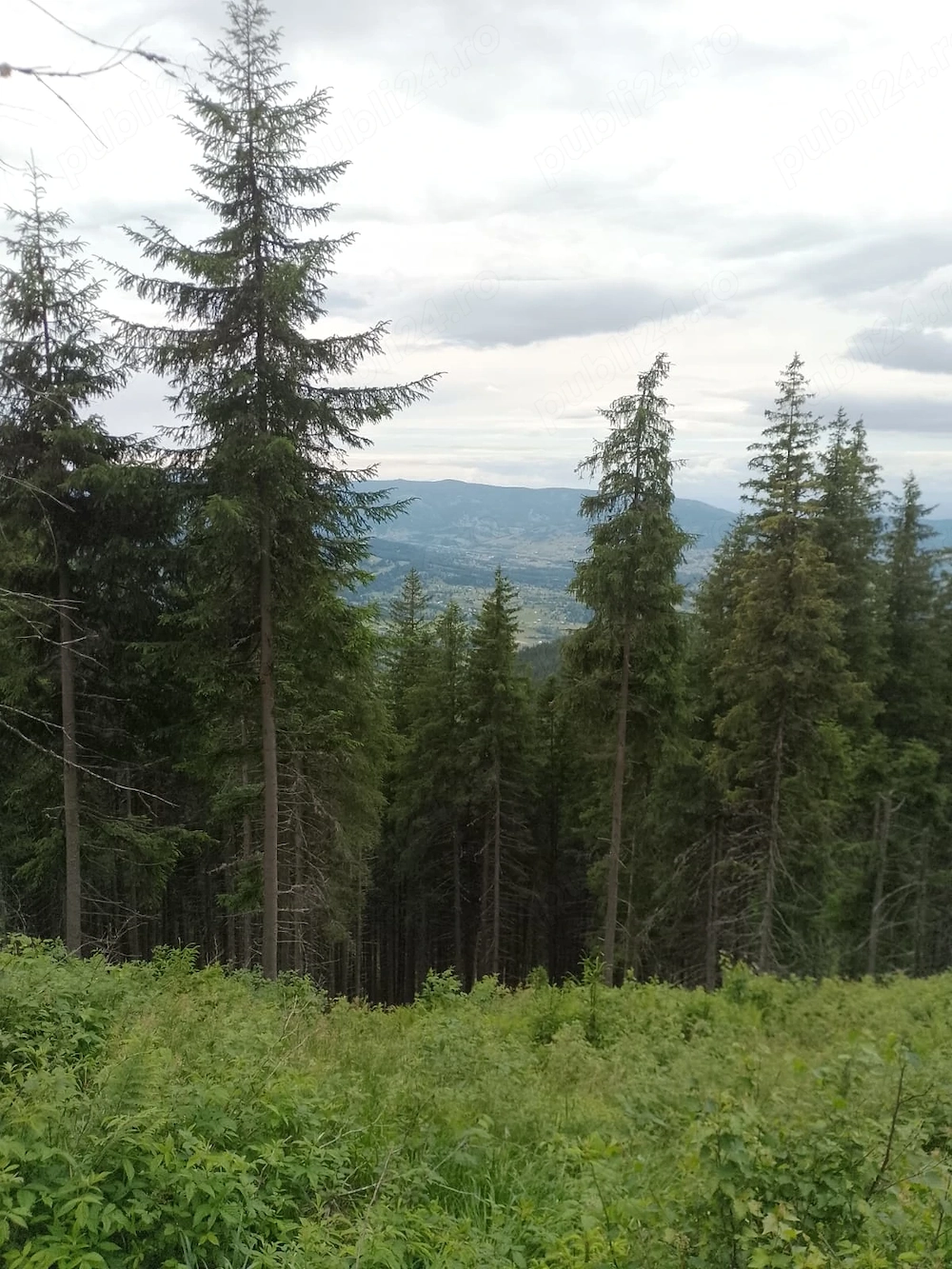 Vând teren în Bucovina 