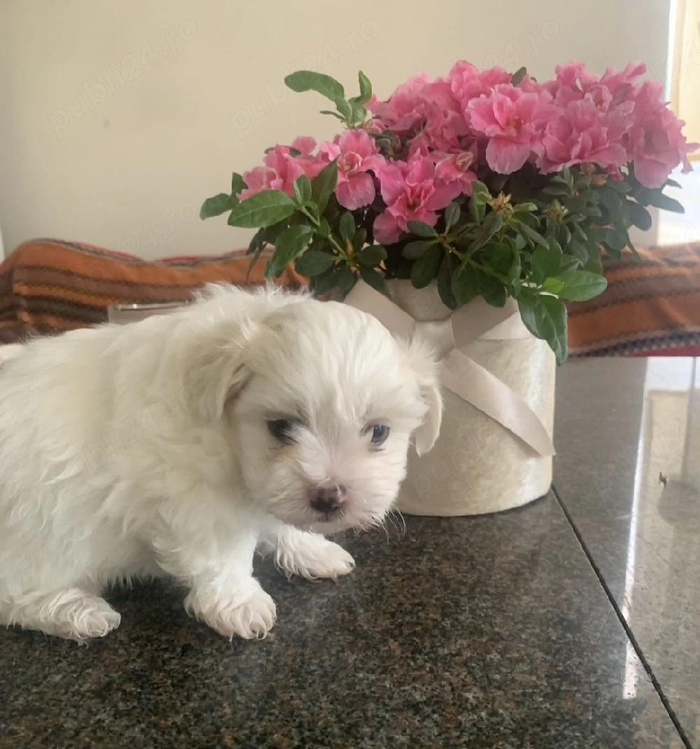 Bichon Bolognese disponibili imediat 