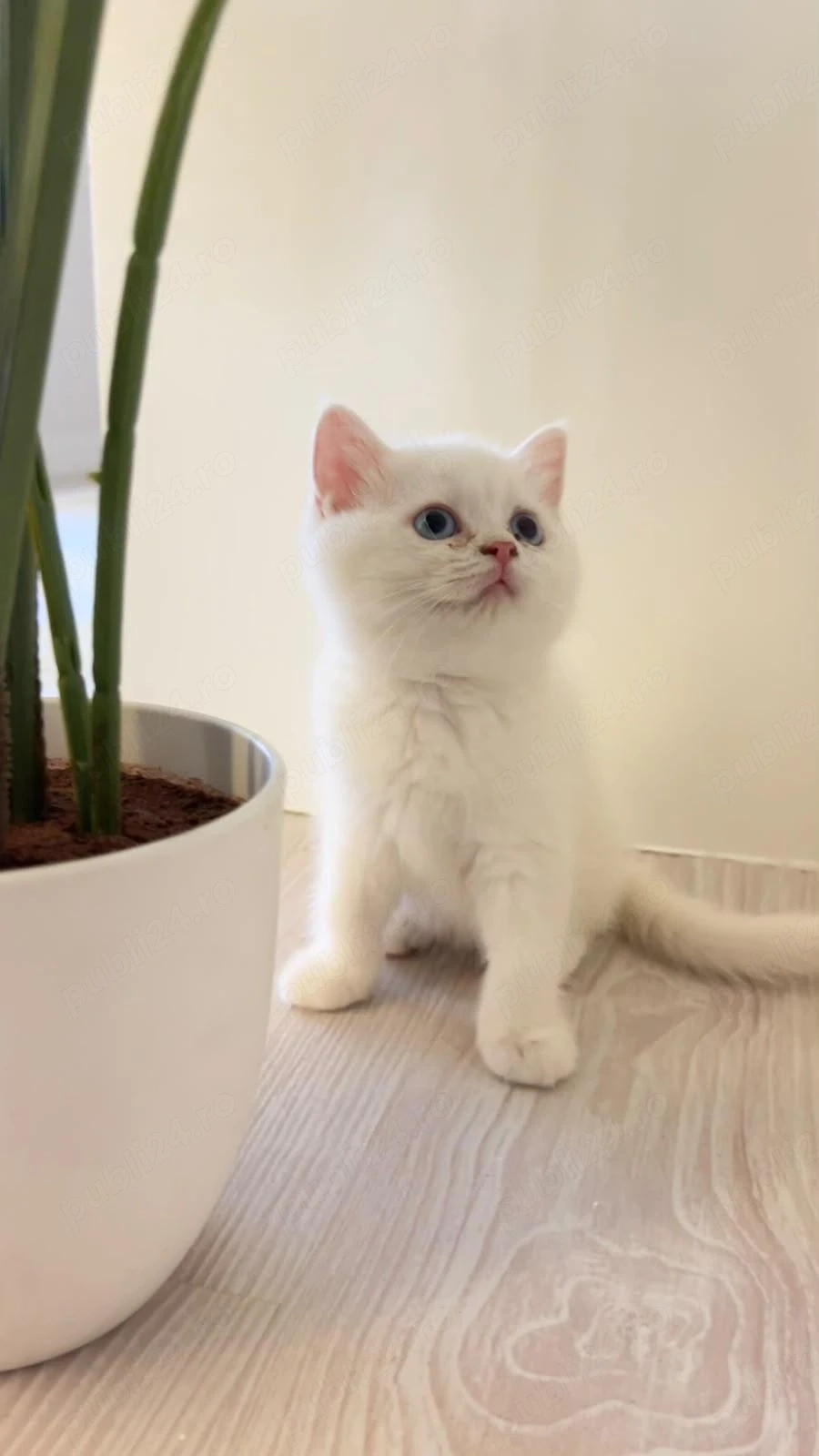 British shorthair white
