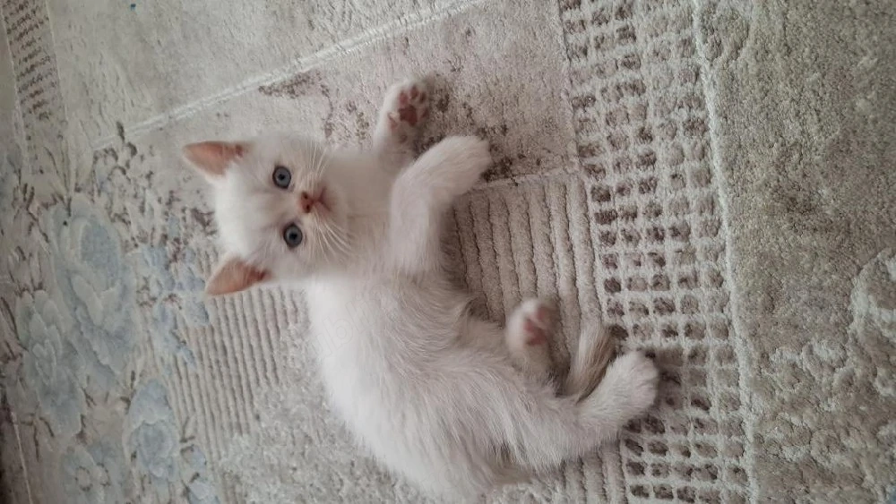British shorthair pui